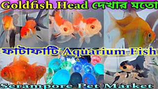 Serampore Pet Market Goldfish | Serampore Fish Pet Market Goldfish | Serampore Pet Market |Goldfish