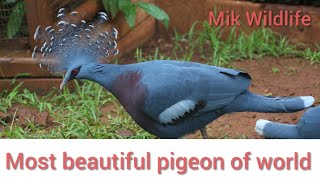 Crowned pigeon | most beautiful pigeon of the world