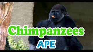 Chimp Chatter: A Musical Safari of Chimpanzees!