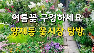 [#양재동꽃시장]#양재동꽃시장탐방  6월 여름꽃을 알아보아요