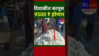 दिवाळीत कापूस 9500 ₹ होणार | कापुस भाव आजचे | kapus bhav today