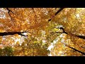 gold autumn relaxing piano sleep and study music forest autumn river scene