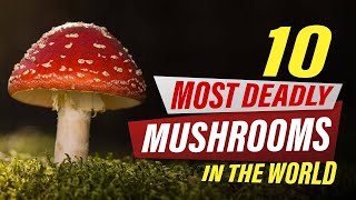 Top Ten Most Deadly Mushrooms In The World
