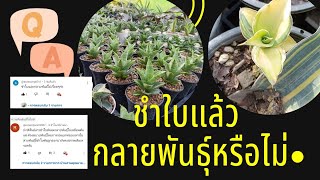 EP.75 ชำใบแล้วกลายพันธุ์หรือไม่#sansevieria #snakeplant #ไม้ฟอกอากาศ #ไม้ปลูกในห้องนอน #dracaena