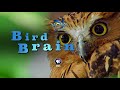 bird brain preview