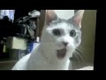 the omg cat.mp4