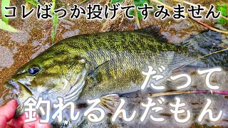 【川スモール】釣れるからこればっかり投げてしまう【夏】