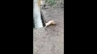 Clumsy Playful Frenchie Falls in the Water