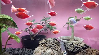 Relaxing Aquarium Ambience: Colorful Fish and Peaceful Vibes