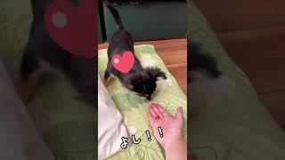 〜成長記録〜まて！の練習#チワワ #shorts #puppy#犬 #子犬