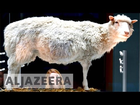 Why was the cloning of Dolly the sheep so important?