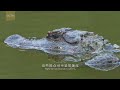 southern anhui series episode 7 chinese alligator