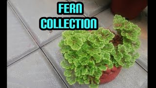 Fern collection/