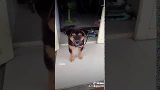 អាឆេរ៉ូ ឆ្កែខ្ញុំ ១ (Chhero My Dog 1)