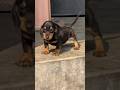 Cute Dachshund Baby ❤️ #shorts #dachshund #trendingnow #viralchallenge #happymoments #ytshorts