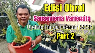 Obral Sansevieria Variegata Harga Murah