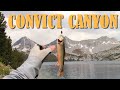 Eastern Sierra Backpacking: Convict Canyon to Lake Dorothy