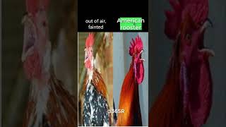 Crowing comparison between Russian rooster vs. American rooster