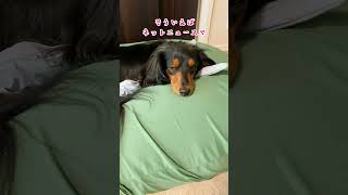 雨の日のんびり寝るダックスフンドが可愛い🐕🐾💕　　　　#ミニチュアダックスフンド #可愛い犬 #dog #cutedog #dachshund #寝顔 #shorts