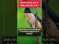 chatak bird in hindi चातक पक्षी edutainment chatakbird facts animaldiscovery birdfacts