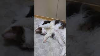 耳がかゆいらしい変な動きの猫。 A cat with strange movements that seems to have itchy ears.