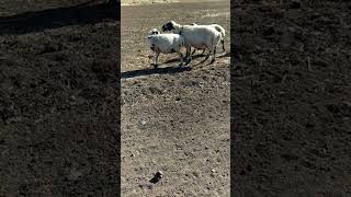 Sheep Try To Mating Shorts Video #sheep