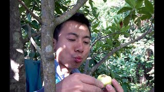 Huanong Brothers: The weather is nice today. We get some wild fruits on the hill.