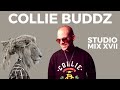 Collie Buddz Special