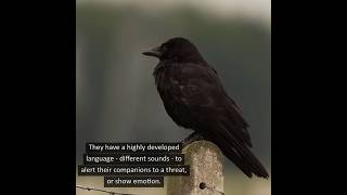 Crows Are Extremely Smart Birds