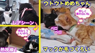 ＜2匹の猫通信＞「ほっこりライブ」めめちゃんハッチに寝視線！眠そうなめめちゃんをマックが毛づくろい！2020 04 10- Cat Live Stream in Japan - Cat Life TV