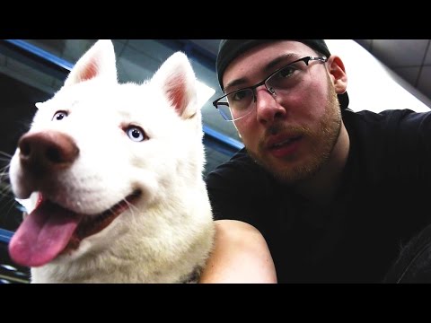 TAKING MY PUPPY ON A PLANE TO MIAMI! TAKING MY PUPPY ON A PLANE TO MIAMI!