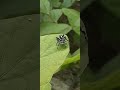 zebra hopping spider