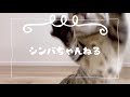 はじめてシャボン玉を見たジェネッタ猫（ベンガル×マンチカン）の反応がこちら