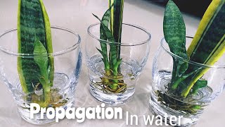 एक पत्ती से बनाए फ्री में अनेक प्लांट//Snake Plant Care Tips