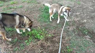 四国犬カナ＆翔　ムスコ！来い！やれ♪