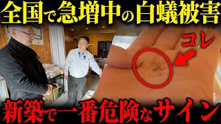 今、日本で猛威を奮っている外来種のシロアリ被害！次はあなたの家かも…