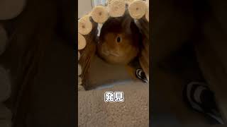 うさぎが脱走したと思いきやこんなところに #ウサギ #ネザーランドドワーフ #rabbit #animals #cute #脱走