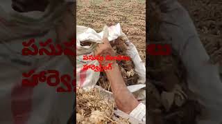 పసుపు దుంపలు #turmeric  #harvesting turmeric #tractor trolly #Sandy soil #raw turmeric #turmeric far