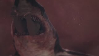 Toxic shark | Gabriella's death