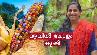 ഒരു വെറൈറ്റി ചോളം കൃഷി ആയാലെന്താ | Rainbow Corn Care and Farming Malayalam