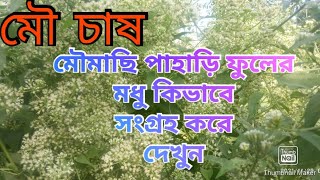 পাহাড়ি মধু/Hill Honey/মৌমাছি পাহাড়ি বা জংলী  ফুল থেকে কিভাবে মধু সংগ্রহ করে দেখুন।