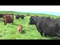 kahua ranch with the wagyu herd american kobe beef