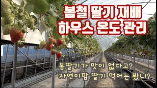 맛 없는 봄 딸기!!! 온도관리만 잘해도 딸기 맛을 살릴 수 있다