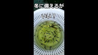 メダカ水槽の知らない子（おたま）がどうなったか