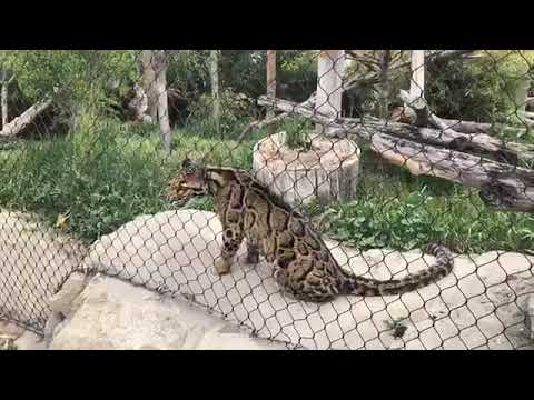 Zoo To You Virtual Safari Clouded Leopards Youtube