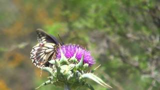 Mariposa chilena - Battus polydamas.