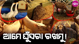 News: ମତ୍ସ୍ୟ ପ୍ରାଣୀ ସମାବେଶନୁ ଏତେ କଥା ଶିଖୁଛନ୍ ଚାଷୀ...