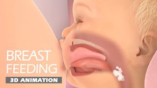 Breastfeeding | 3D Animation