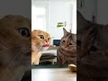 لما تقفي في المطبخ وتبوظي الدنيا😂 لايك cat comedy