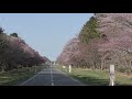 2021年の静内二十間道路の桜